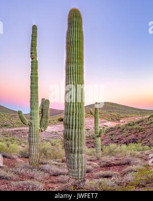 Triple Kaktus Gruppe in Arizona. Sonnenuntergang mit bunten Spektrum Horizont auf ein Arizona Trail Stockfoto