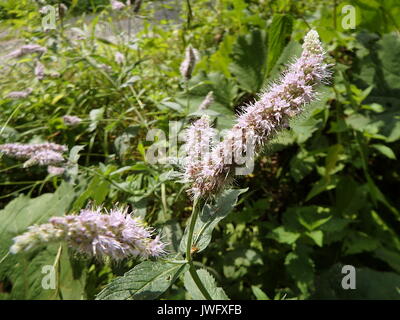 Blume von Minze (Mentha Longifolia), Blume - mentha Stockfoto