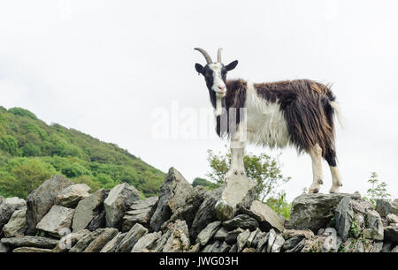 Die lynton Ziege-herde, das Tal der Felsen in der nähe von Lynton in North Devon. Verwilderte Ziegen durchstreifen über den Bereich als das Tal der Felsen bekannt. Stockfoto