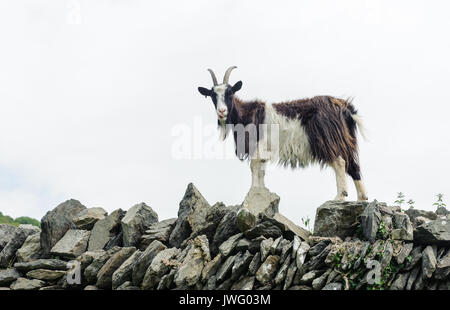 Die lynton Ziege-herde, das Tal der Felsen in der nähe von Lynton in North Devon. Verwilderte Ziegen durchstreifen über den Bereich als das Tal der Felsen bekannt. Stockfoto