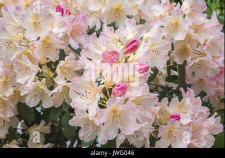 Rosa blühende Azalee (Rhododendron spec.), Bayern, Deutschland, Europa Stockfoto