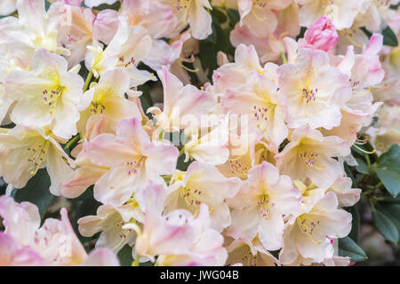 Rosa blühende Azalee (Rhododendron spec.), Bayern, Deutschland, Europa Stockfoto