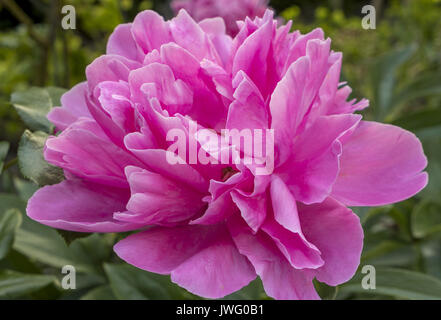 Pinkfarbene blühende Pfingstrose (Paeonia Festiva) in einem Garten, Bayern, Deutschland Stockfoto