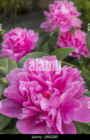 Pinkfarbene blühende Pfingstrose (Paeonia Festiva) in einem Garten, Bayern, Deutschland Stockfoto