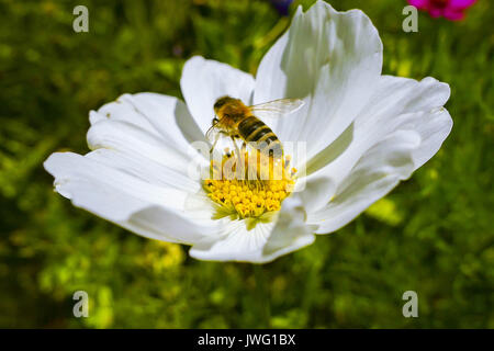 Westliche Honigbiene (Apis mellifera), Cosmea, mit Schmuckkörbchen (Cosmea bipinnata), Bayern, Deutschland, Europa Stockfoto