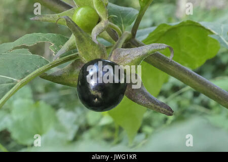 Frucht der Tollkirsche (Atropa belladonna), aus der Familie der Nachtschattengewächse, Bayern, Deutschland, Europa Stockfoto