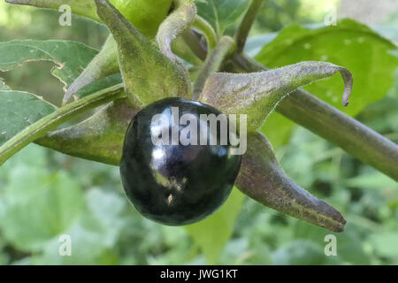 Frucht der Tollkirsche (Atropa belladonna), aus der Familie der Nachtschattengewächse, Bayern, Deutschland, Europa Stockfoto