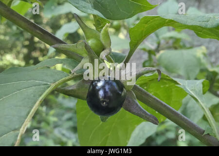 Frucht der Tollkirsche (Atropa belladonna), aus der Familie der Nachtschattengewächse, Bayern, Deutschland, Europa Stockfoto