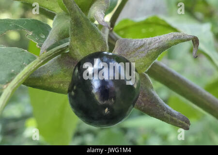 Frucht der Tollkirsche (Atropa belladonna), aus der Familie der Nachtschattengewächse, Bayern, Deutschland, Europa Stockfoto