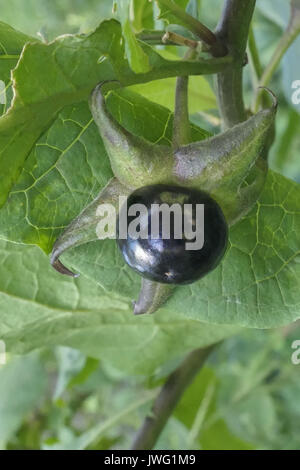 Frucht der Tollkirsche (Atropa belladonna), aus der Familie der Nachtschattengewächse, Bayern, Deutschland, Europa Stockfoto