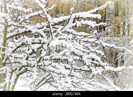 Auf den Ästen des Baumes flauschigen weißen Schnee. Stockfoto