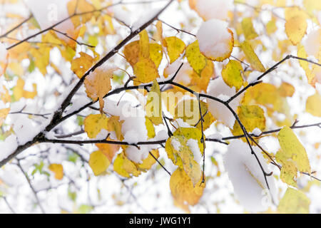 Im Herbst gelb Birke Blätter ist der erste flauschigen weißen Schnee. Stockfoto