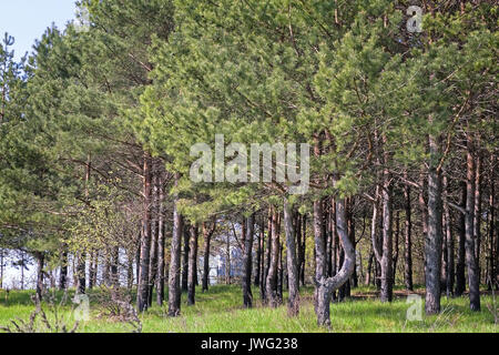 Frühling Landschaft im Wald am Rande einer wachsenden jungen Kiefern. Stockfoto