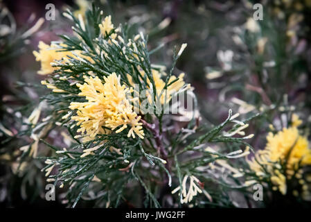 Schöne Zweige von Wacholder, lackiert an den Enden der Triebe in Gelb. Vielzahl von Juniper an der Küste. Stockfoto