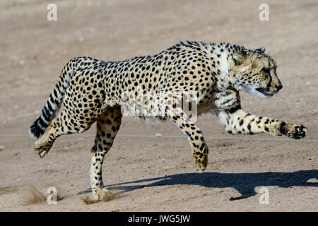 Gepard laufen auf Hochtouren Stockfoto