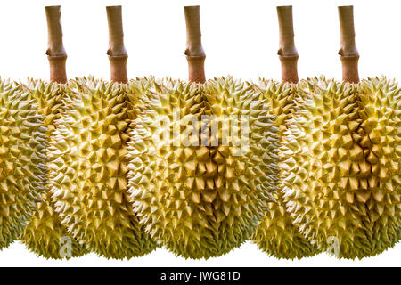 Auf weissem Hintergrund Durian. Stockfoto