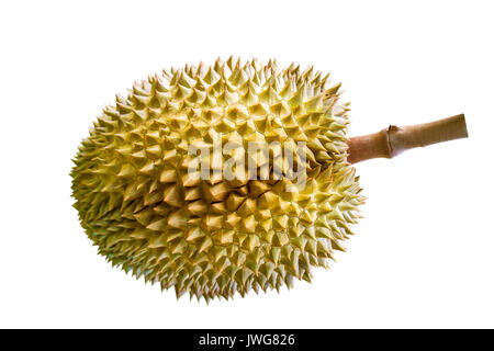 Auf weissem Hintergrund Durian. Stockfoto