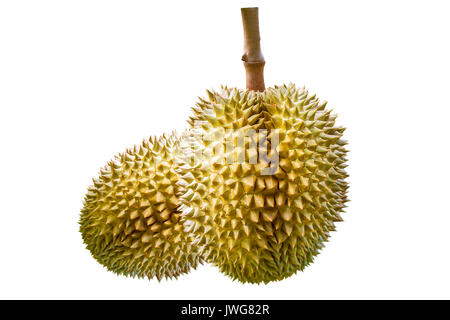 Auf weissem Hintergrund Durian. Stockfoto