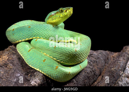 Amazonian palmviper, Bothrops bilineatus bilineatus Stockfoto