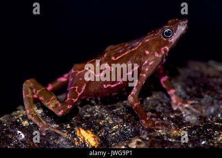 Lila Harlekin Kröte, Atelopus spumarius barbotini Stockfoto