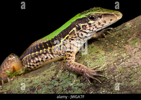 Giant Ameiva ameiva Ameiva, Stockfoto