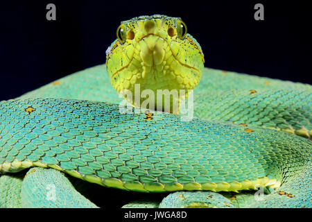 Amazonian palmviper, Bothrops bilineatus bilineatus Stockfoto