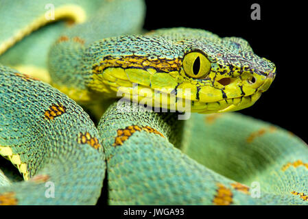 Amazonian palmviper, Bothrops bilineatus bilineatus Stockfoto