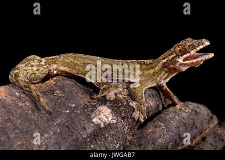 Riesen Rübe-tailed Gecko, Thecadactylus rapicauda Stockfoto