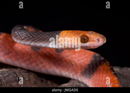 Rote Rebsorten Schlange, Siphlophis compressus Stockfoto