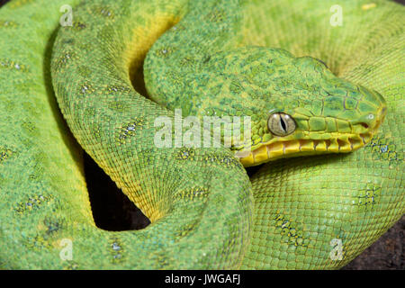 Green Tree boa, Corallus caninus Stockfoto