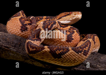 Bushmaster, Lachesis muta Muta Stockfoto