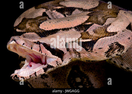 Red-tailed Boa, Boa constrictor Imperator, Angriff Stockfoto