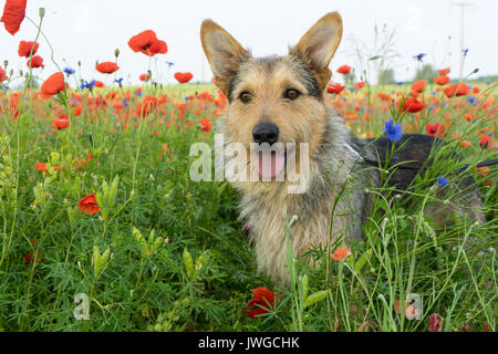 Gemischt - Rasse Hund auf einer Wiese mit roter Mohn Stockfoto