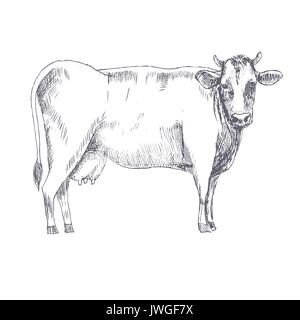 Kuh handgezeichneten Vektor-illustration Stock Vektor