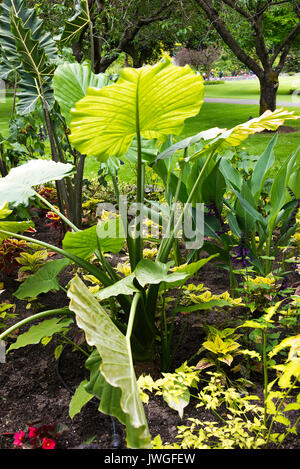 Die lange grüne Stiele und Blätter eines Elefanten Ohr Werk in eine Grenze in die Butchart Gardens Victoria Vancouver Island British Columbia Kanada Stockfoto