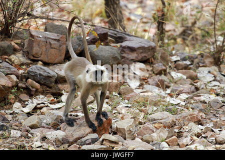 Grau Langur, Ranthambore Nationalpark, Indien Stockfoto