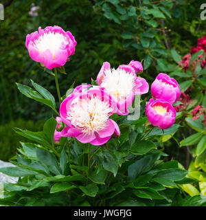 Schöne Rosa und Creme zentriert Pfingstrose Blumen Schüssel der Schönheit in voller Blüte in den Butchart Gardens Victoria Vancouver Island British Columbia Kanada Stockfoto