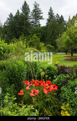 Schönen hellen roten Mohn Blumen Somniferum auf Anzeige in den Butchart Gardens Victoria Vancouver Island British Columbia Kanada Stockfoto