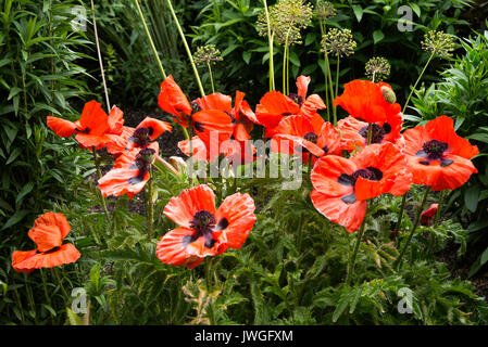 Schönen hellen roten Mohn Blumen Somniferum auf Anzeige in den Butchart Gardens Victoria Vancouver Island British Columbia Kanada Stockfoto