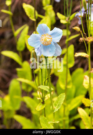 Schöne Pale Blue Poppy Flowers Meconopsis Baileyi im Japanischen Garten in der Butchart Gardens Victoria Vancouver Island British Columbia Kanada Stockfoto