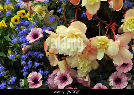 Lebendige Darstellung von Blumen einschließlich gelbe Stiefmütterchen. blau Lobelia, rosa Petunia und Hellgelb trailing Begonien mit roten Stielen Stockfoto