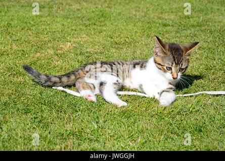 Neun Wochen alten grau Tabby Kätzchen spielen mit einer Spitze im Garten, UK. Stockfoto