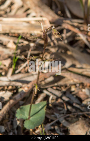 Acianthus pusillus, Kleine Mücke Orchidee auf Ironbark Straße finden, Diamond Creek, Victoria, Australien Stockfoto