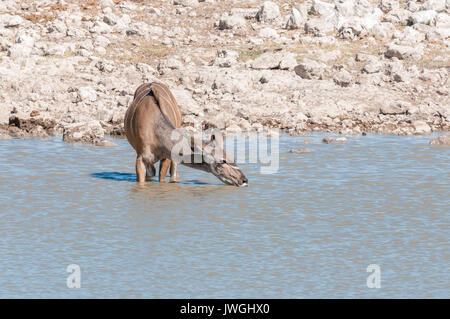 Ein kudus Kuh, Tragelaphus strepsiceros, Trinkwasser in einem Wasserloch im Norden Namibias Stockfoto