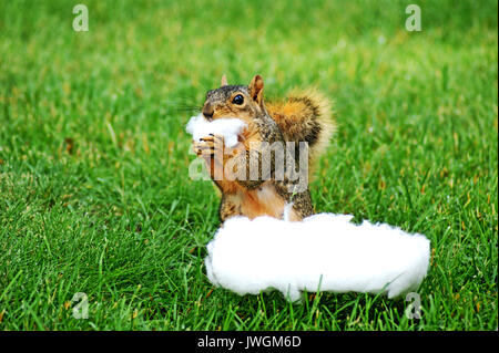 Eastern Fox Squirrel steht während der Spülung Baumwolle aus einem Eigentümer Gartenmöbel genommen. Ein yard Schädling in Cleveland, Ohio, USA. Stockfoto