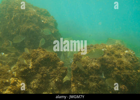 Felsen Unterwasserwelt mit Fischen, im Meer Stockfoto