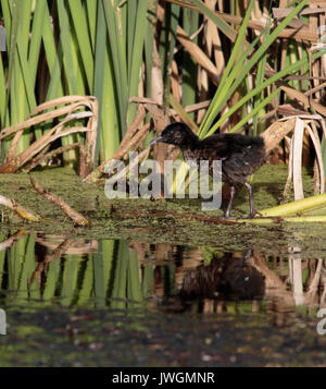 Wasser-Schiene-Küken Stockfoto
