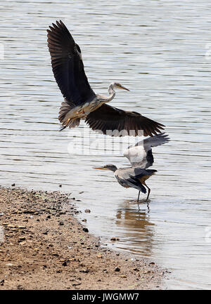 Zwei Reiher tussle für Fischereirechte an den Ufern Bewl Wasser in der Nähe von Lamberhurst, Kent. Stockfoto