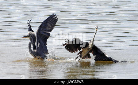 Zwei Reiher tussle für Fischereirechte an den Ufern Bewl Wasser in der Nähe von Lamberhurst, Kent. Stockfoto