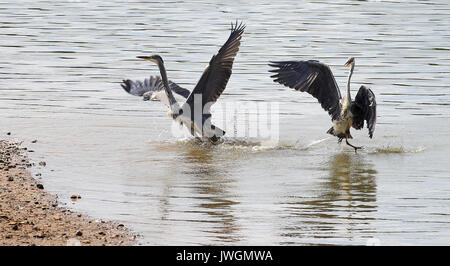 Zwei Reiher tussle für Fischereirechte an den Ufern Bewl Wasser in der Nähe von Lamberhurst, Kent. Stockfoto